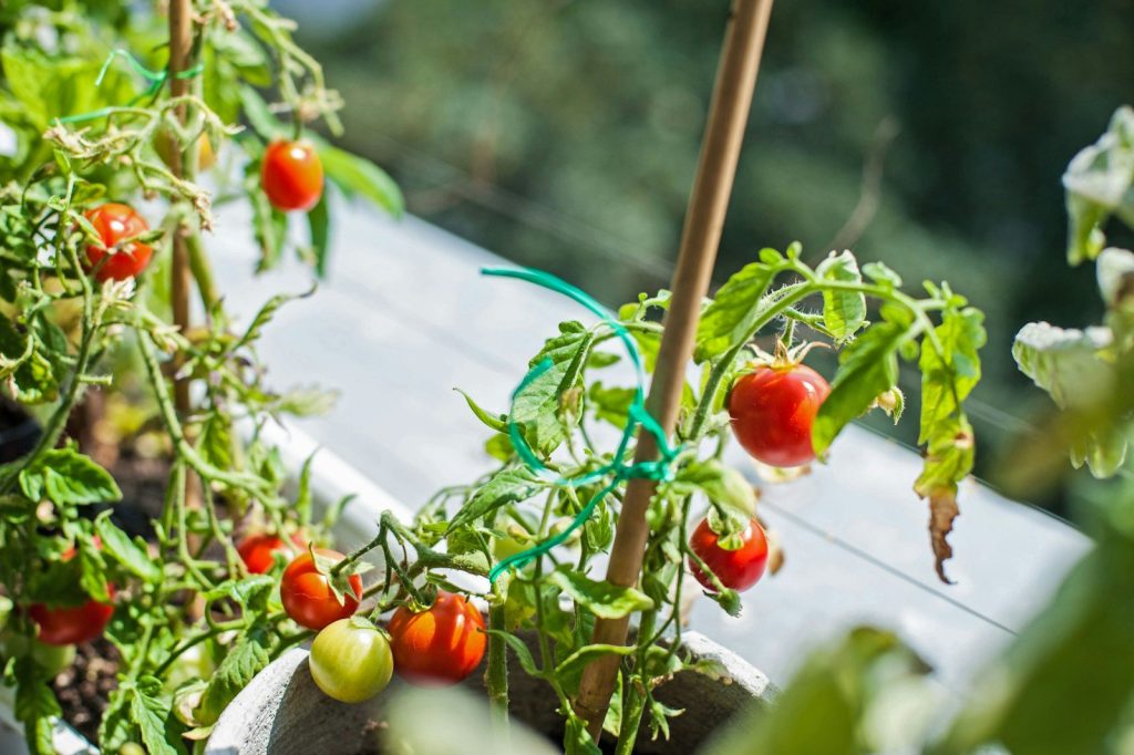 Tomates cultivées en pot contre la rambarde d’un balcon