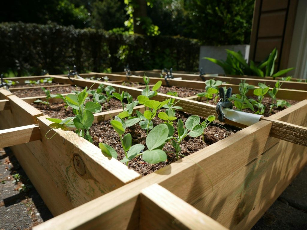 Petit potager installé dans des bacs en bois compartimentés
