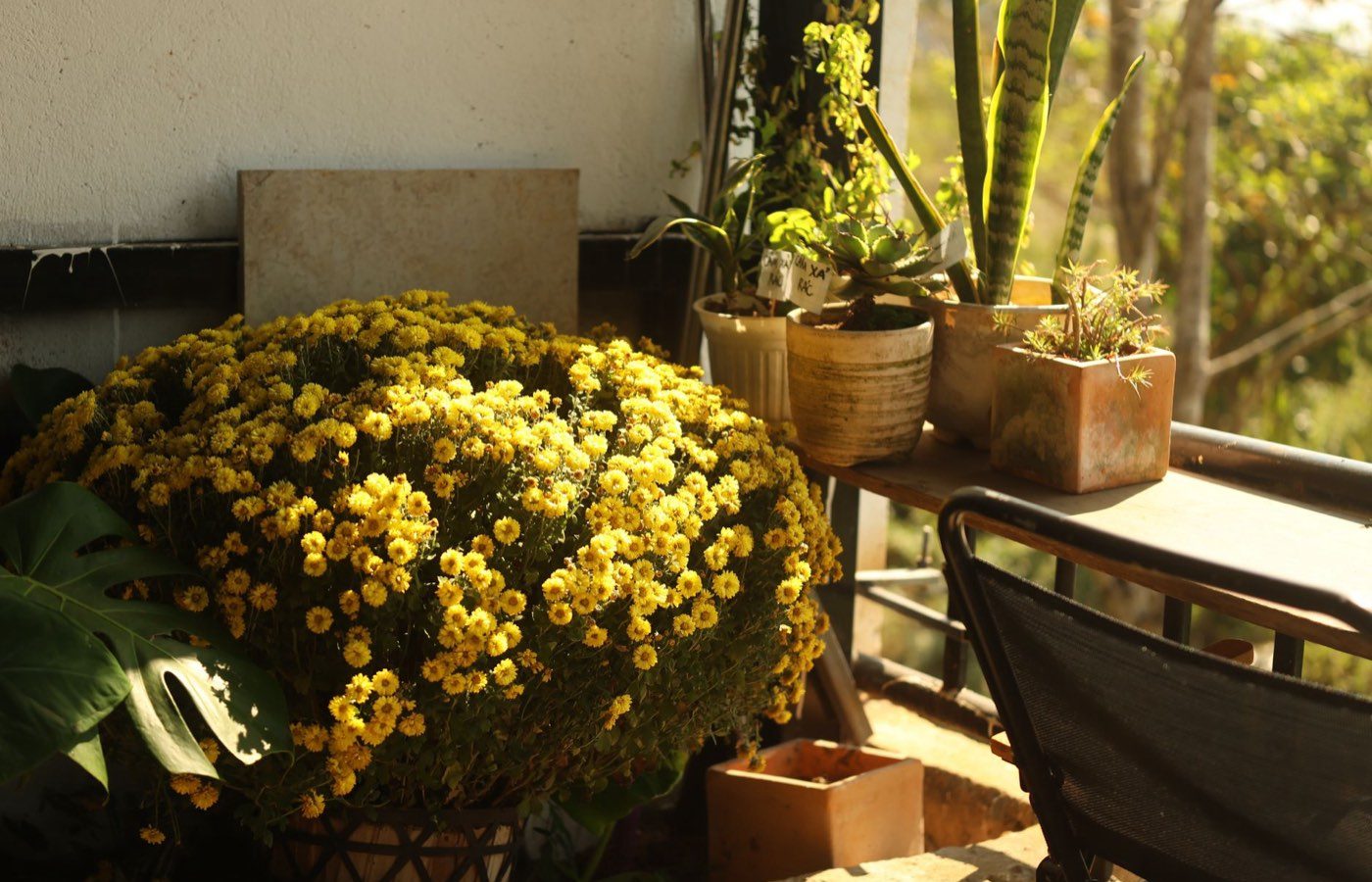 Plantes faciles pour balcon et loggia selon l'exposition