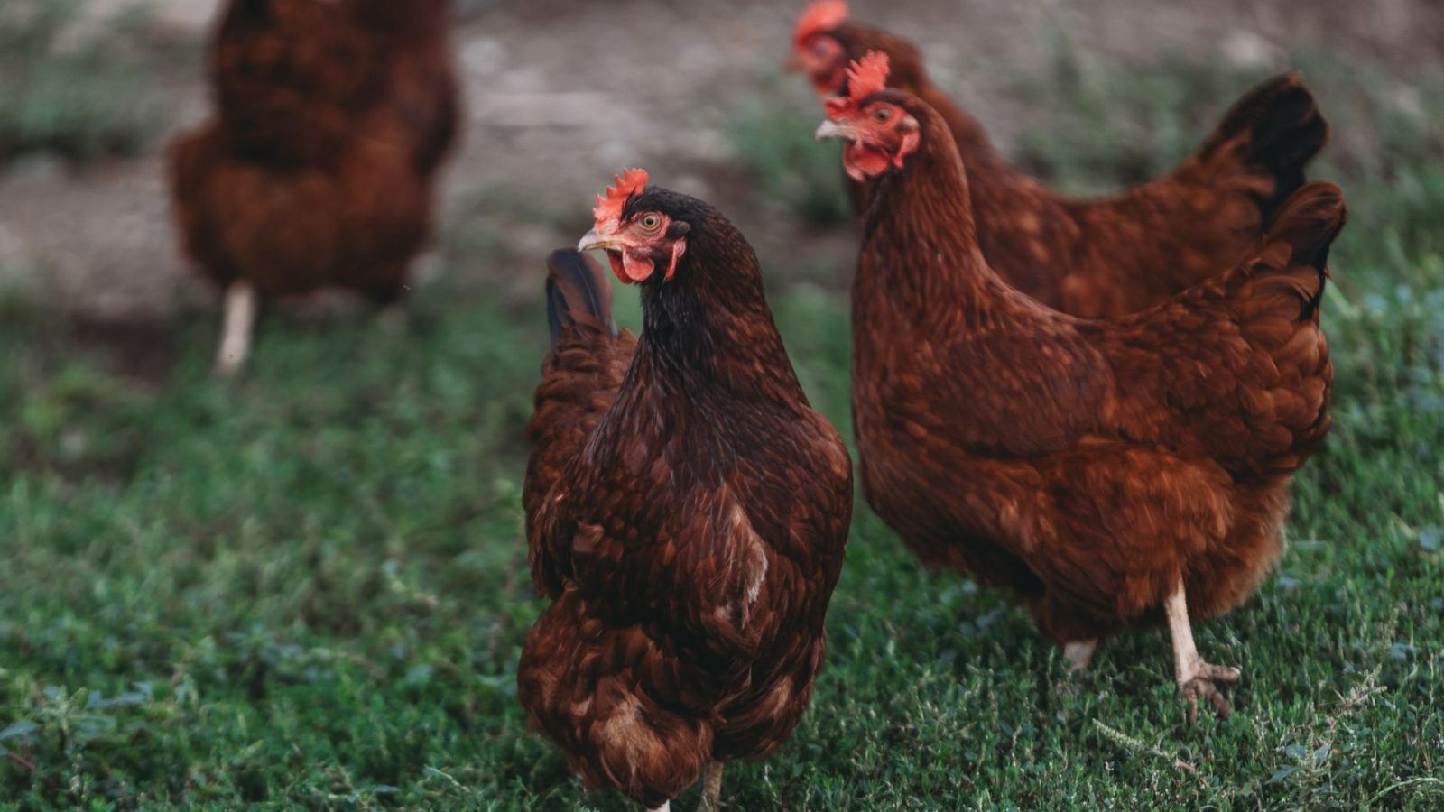 2026 : l’interdiction des cages pousse les éleveurs à innover